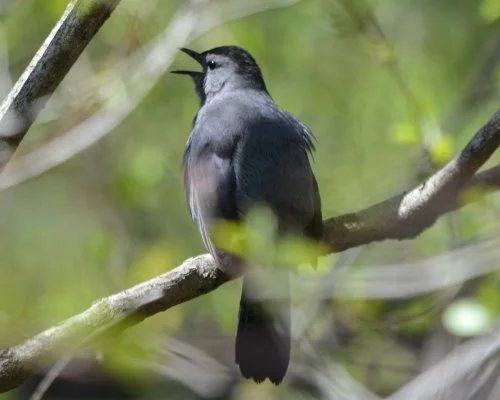 Gray catbird photographed against a green outdoor background while perched on branch