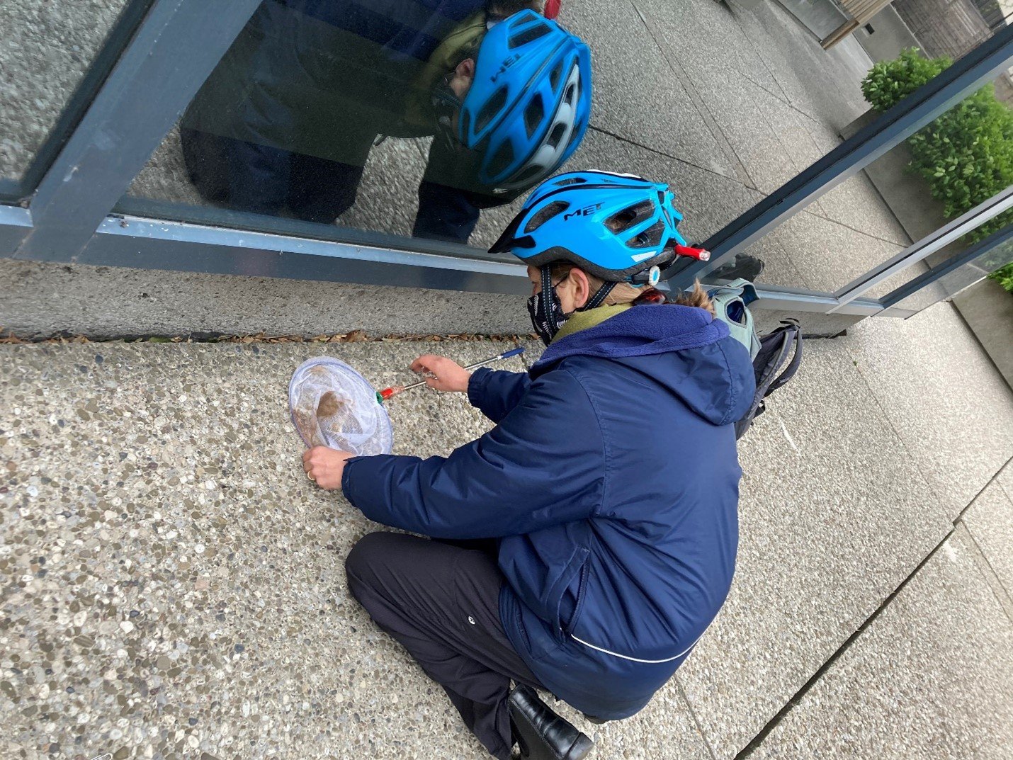 FLAP volunteer wearing a bike helmet and mask bends down to rescue a bird that has collided with a highly reflective window