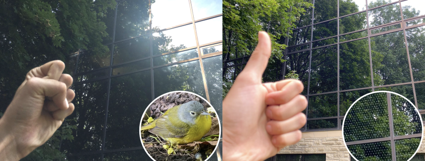 Funding for preventing bird collisions with buildings: current and future prospects