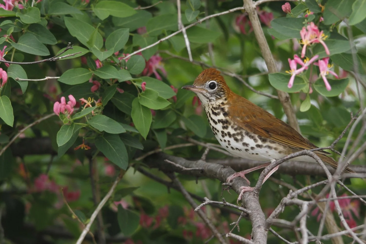 Property managers face new risks in changing bird-window collision landscape
