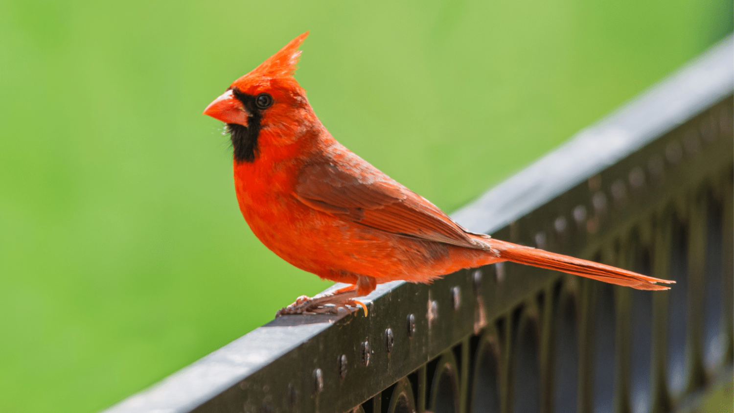 How to stop birds from attacking windows