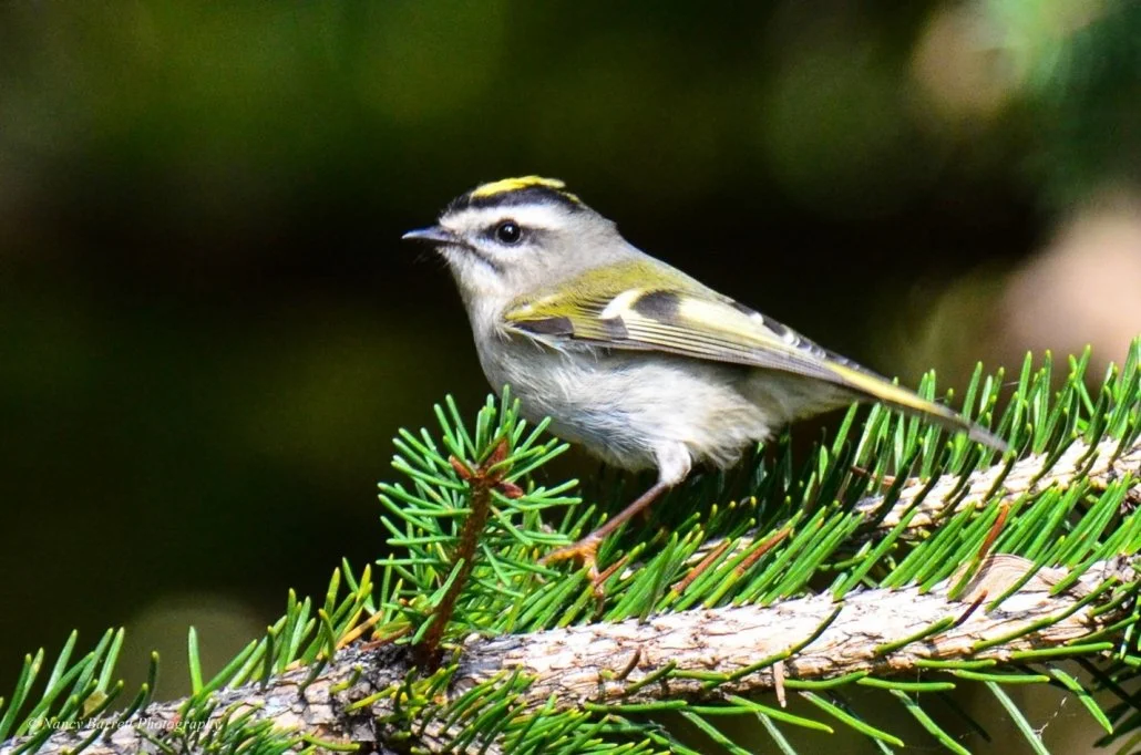 Tips for Educating Building Tenants about Bird-Safe Best Practices