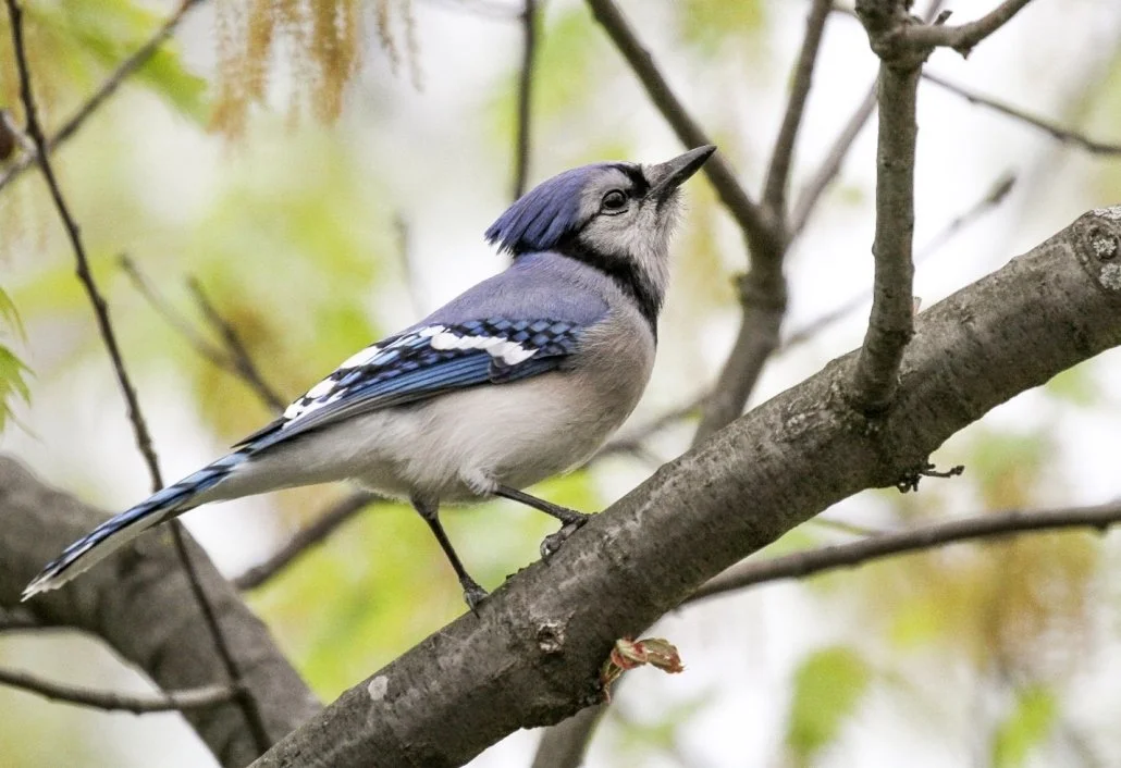 Balcony Birding: A Great Way to Enjoy Birds While We Stay Home