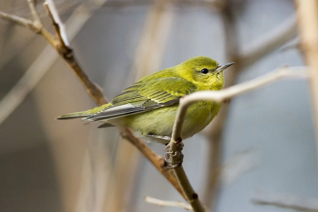 A Lesson From a Fallen Star: How a Warbler Taught Me to Give Back