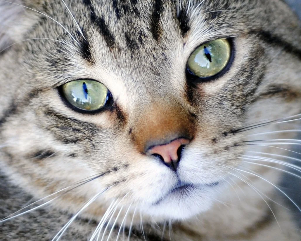 Keep Cats Safe and Save Bird Lives