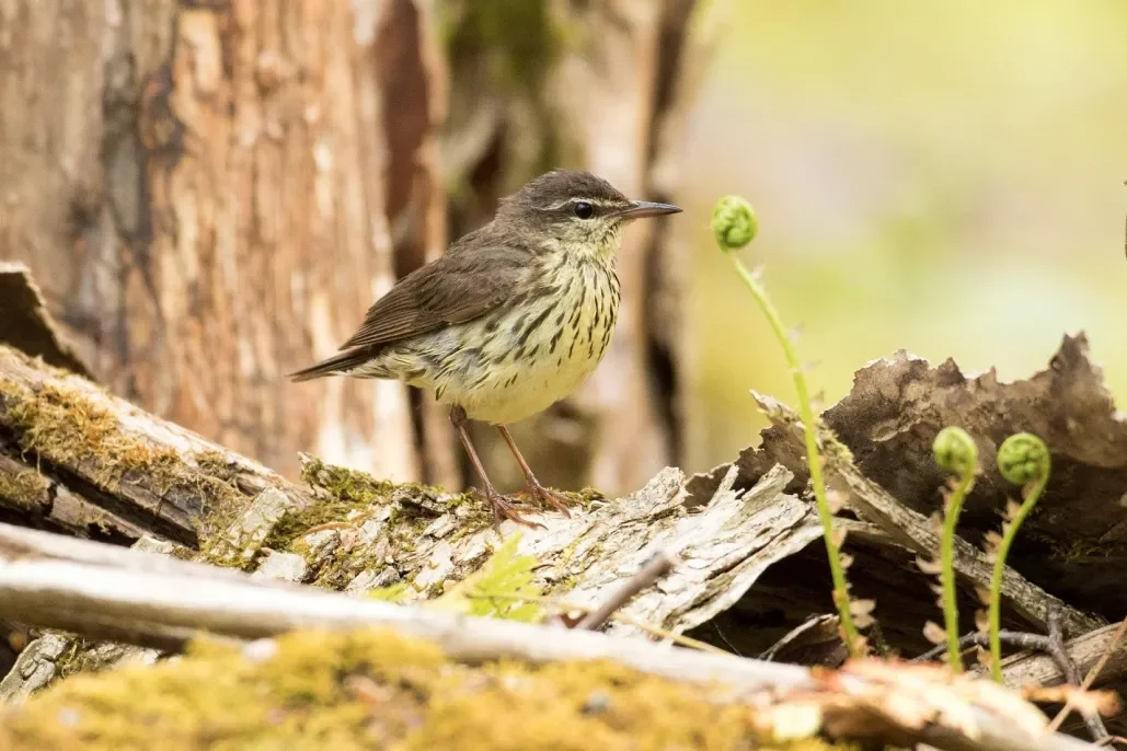 Three Things You Probably Didn’t Know About: Northern Waterthrush