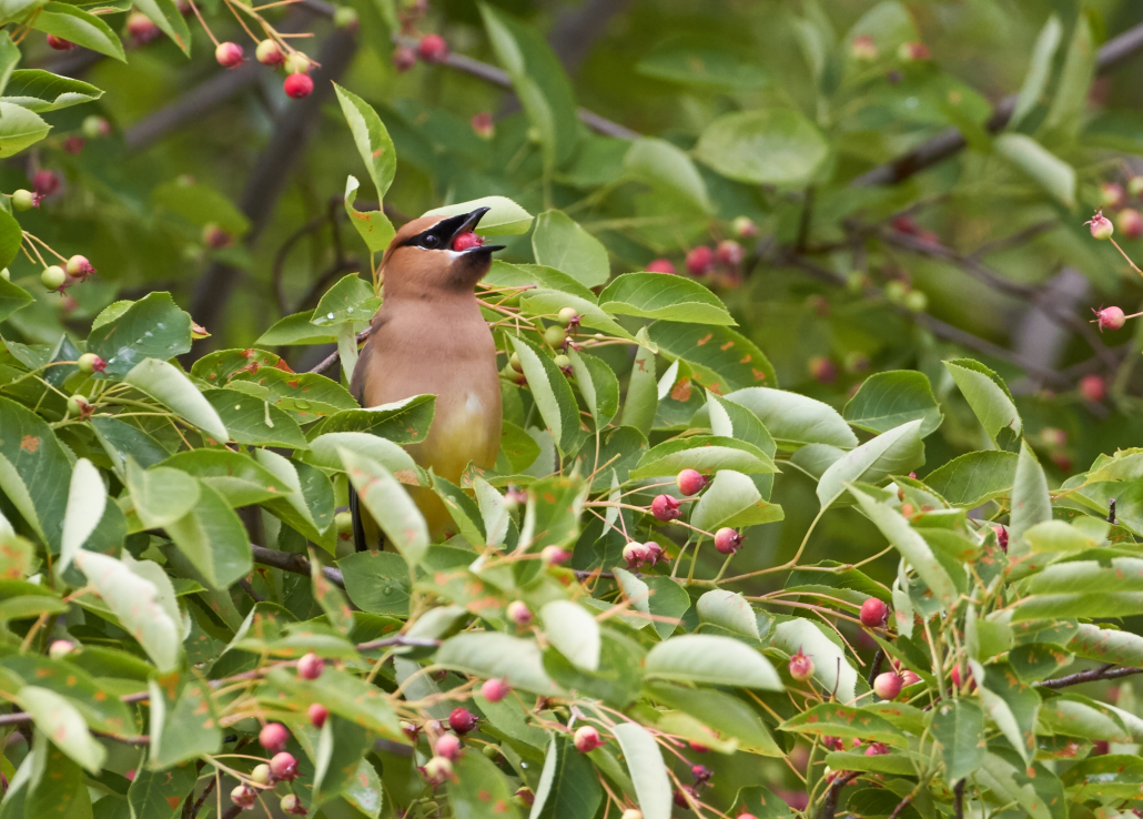 Backyards for Birds