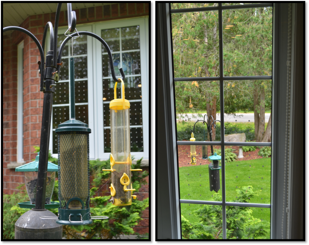How to Install Feather Friendly Tape to Prevent Bird-Window Collisions