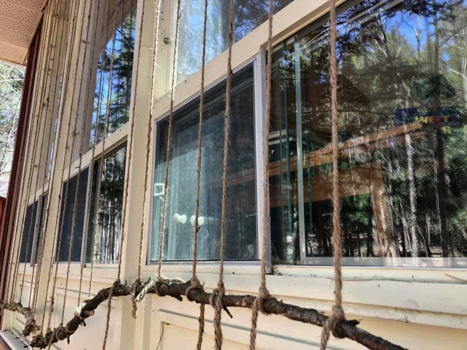 Homeowners Share Creative Ways to Prevent Birds from Hitting Windows