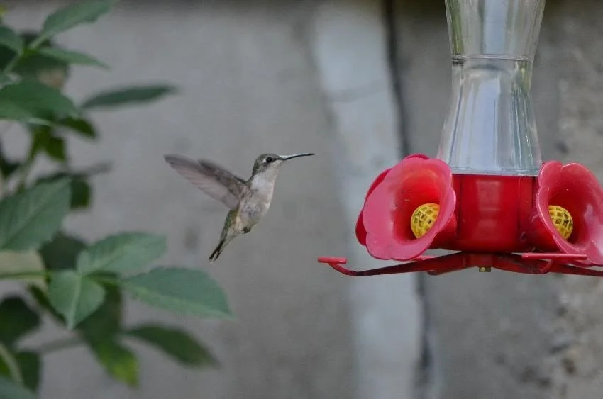 How Can I Feed Birds Safely?