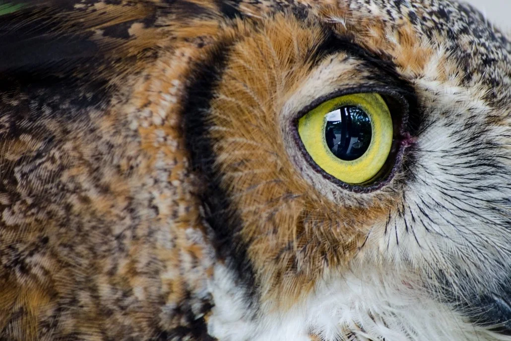 Using Bird Vision to Prevent Collisions with Windows