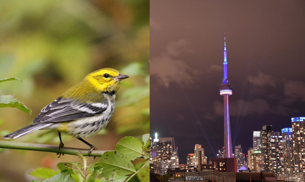 Black-throated Green Warbler. Photo: Rob Mueller. Toronto skyline at night. Photo: Juan Andrino.