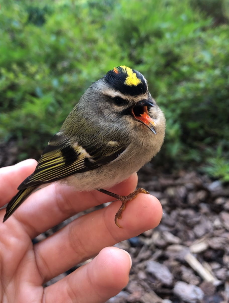 Golden-crowned Kinglet. Photo: Nicole Abernathy
