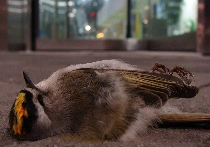 Dead white throat sparrow laying at base of glass building downtown at night