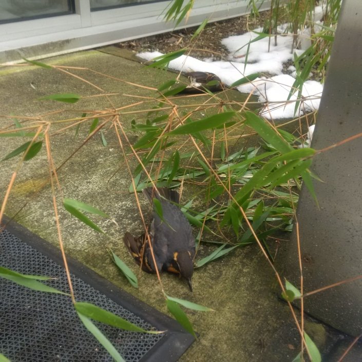 A male (foreground) and female (background) Varied Thrush killed by colliding with a building in winter at the University of British Columbia. Photo: Krista De Groot