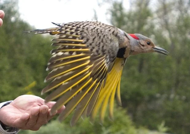 Northern Flicker bird with wings spread being released by a wildlife handler outdoors - bird conservation Canada - FLAP Canada