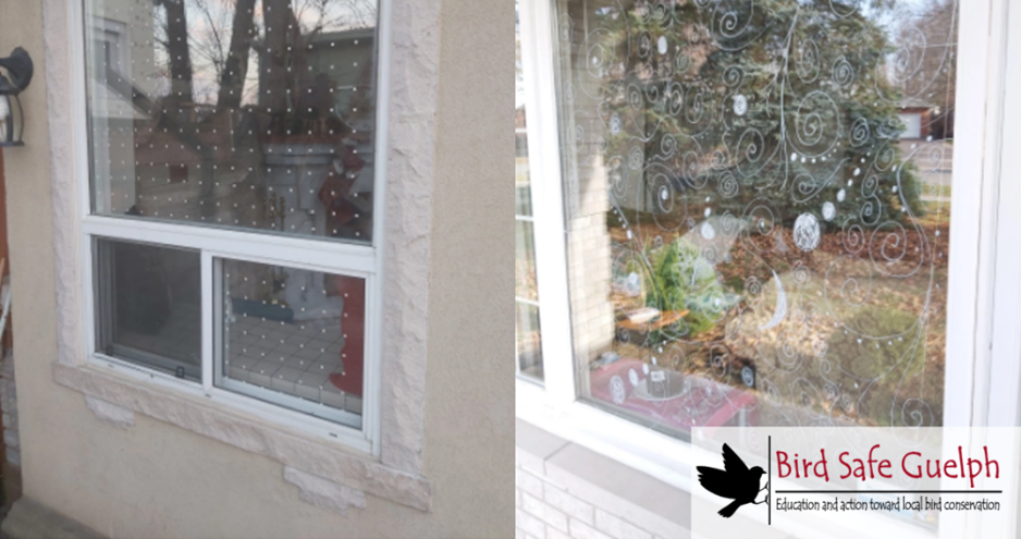 Two shots of windows of windows treated with bird-safe solutions deterring birds from fatal window collisions
