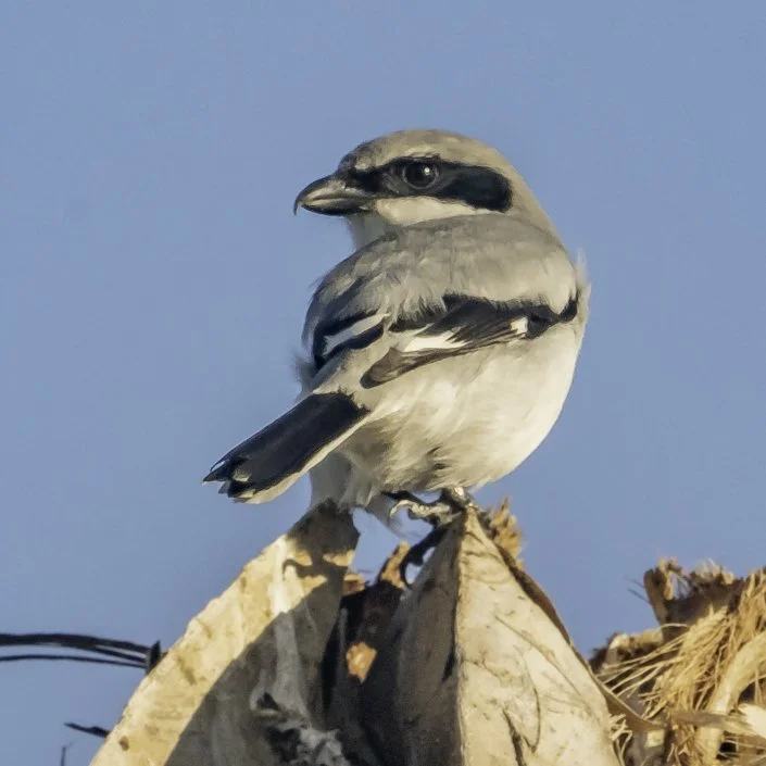 Loggerhead Shrike. Photo: Dan Turko