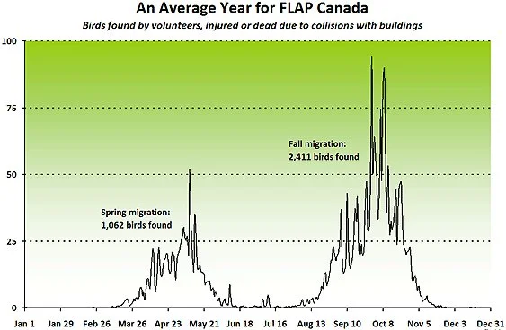 Line graph showing bird collision frequency throughout the year for FLAP Canada volunteers - spring migration peak of 1,062 birds in May and fall migration peak of 2,411 birds in October - bird building collision data Canada