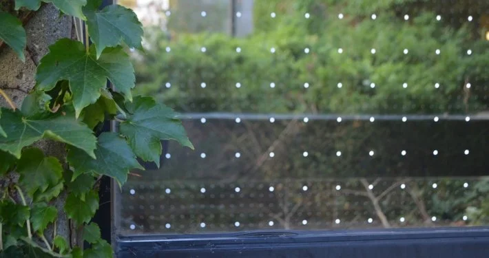 Close up shot of bird-safe window treatment applied to a university campus window with foliage in the left-hand side of the photo frame