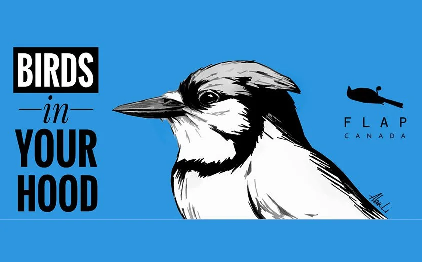 Birds in your hood - FLAP Canada youth and kids program for bird conservation