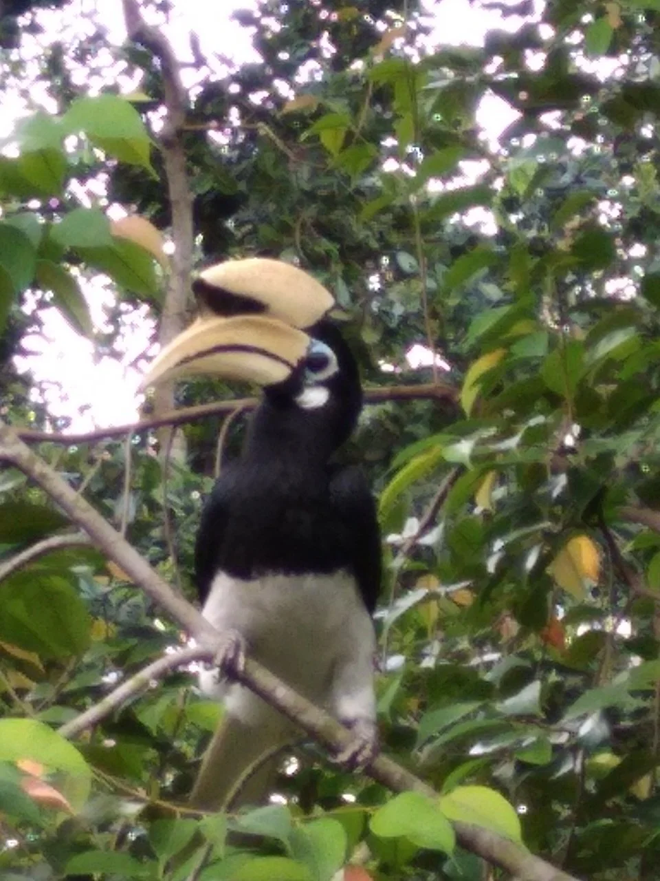Oriental Pied Hornbill. Photo: Vicki Soon-Ai Low