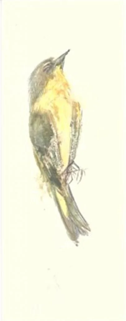 Dead Nashville Warbler. Illustration: Anne van Elsen