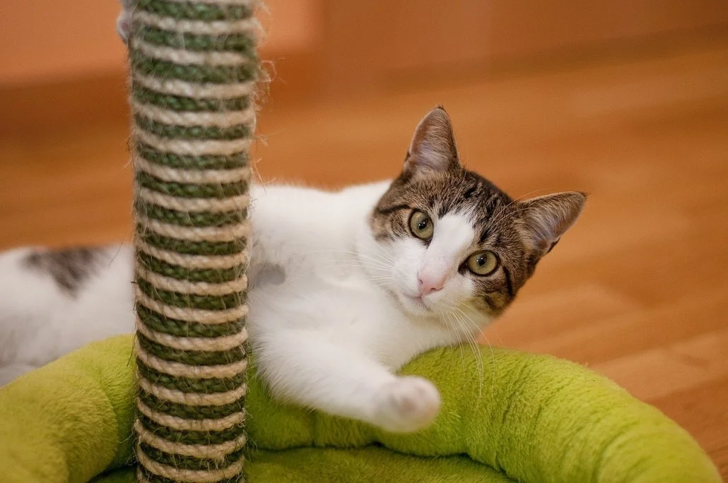 A happy indoor cat. Photo: Nature Canada