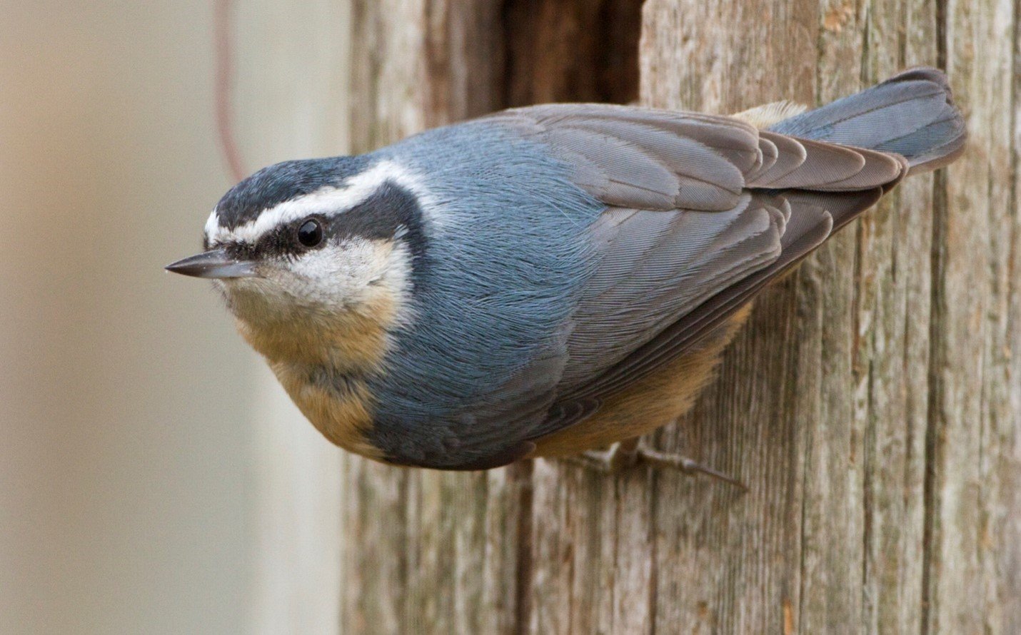 Red-breasted Nuthatch clinging to a wooden post - migratory bird conservation Canada - FLAP Canada