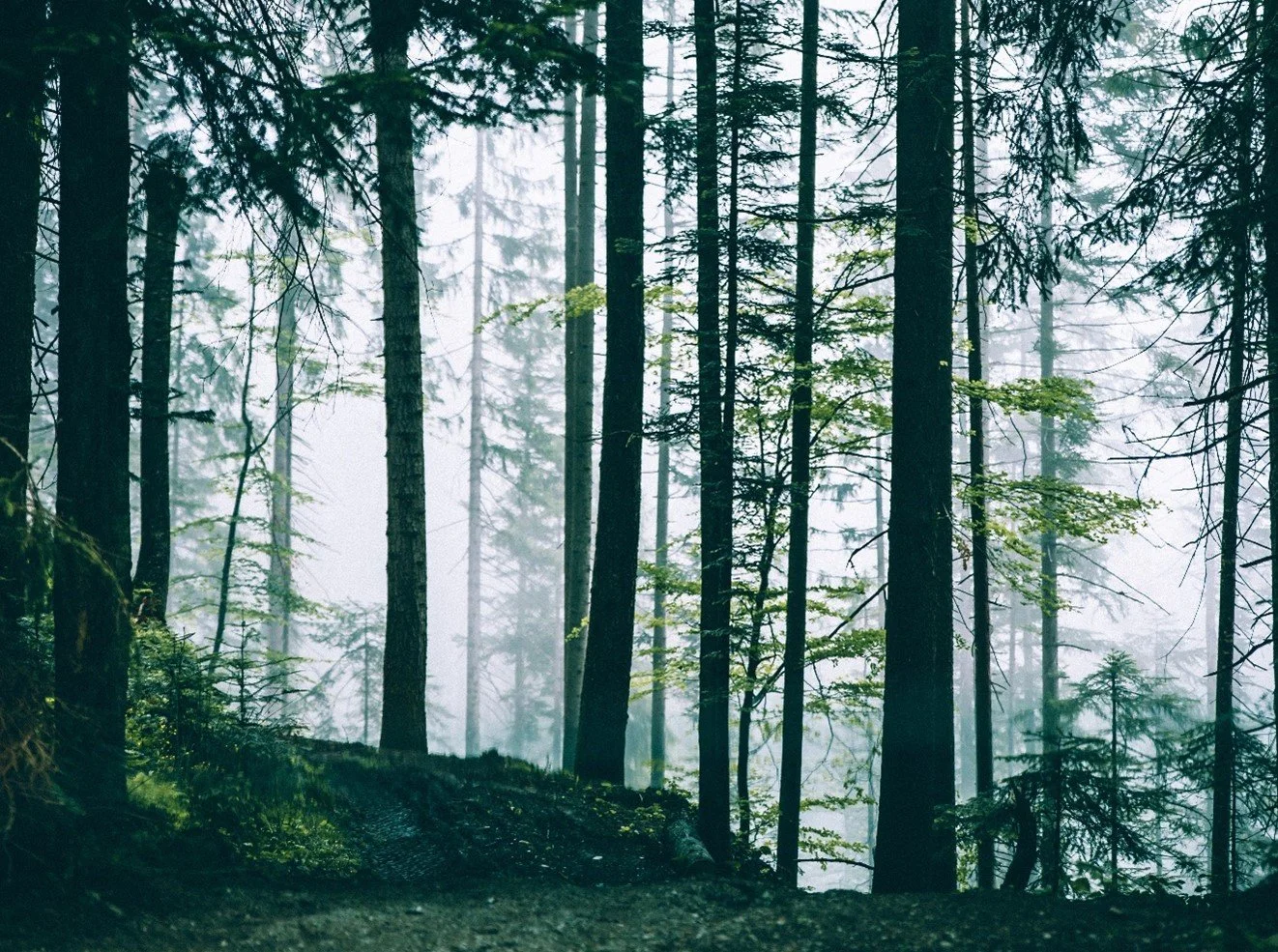 photograph of a misty forest with tall green trees fading into the distance