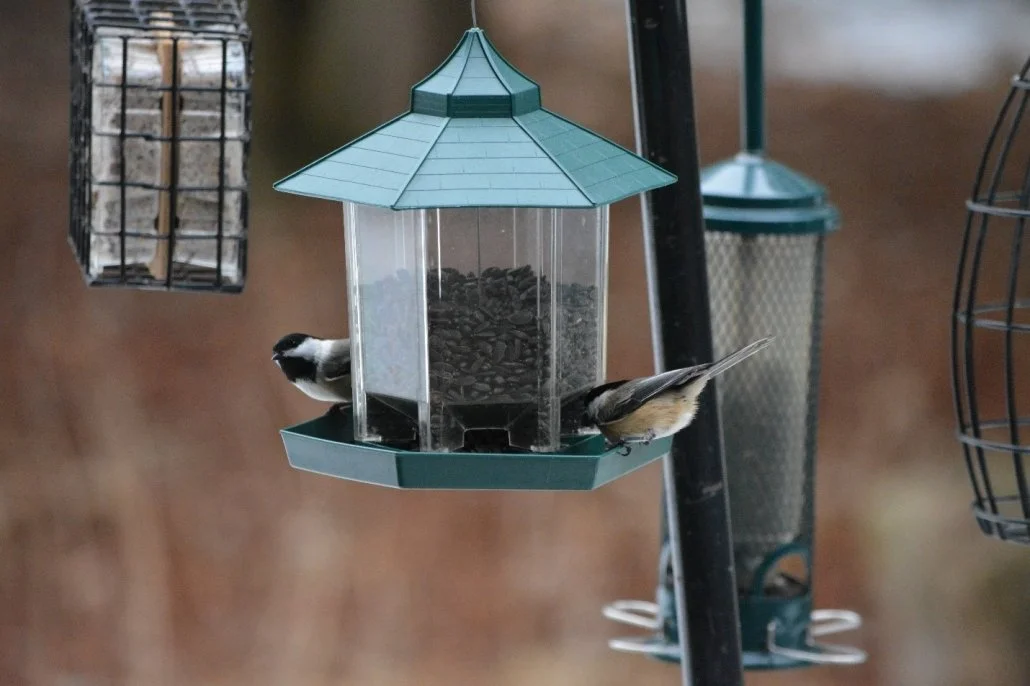 Black-capped Chickadees. Photo: Raffaele Camasta