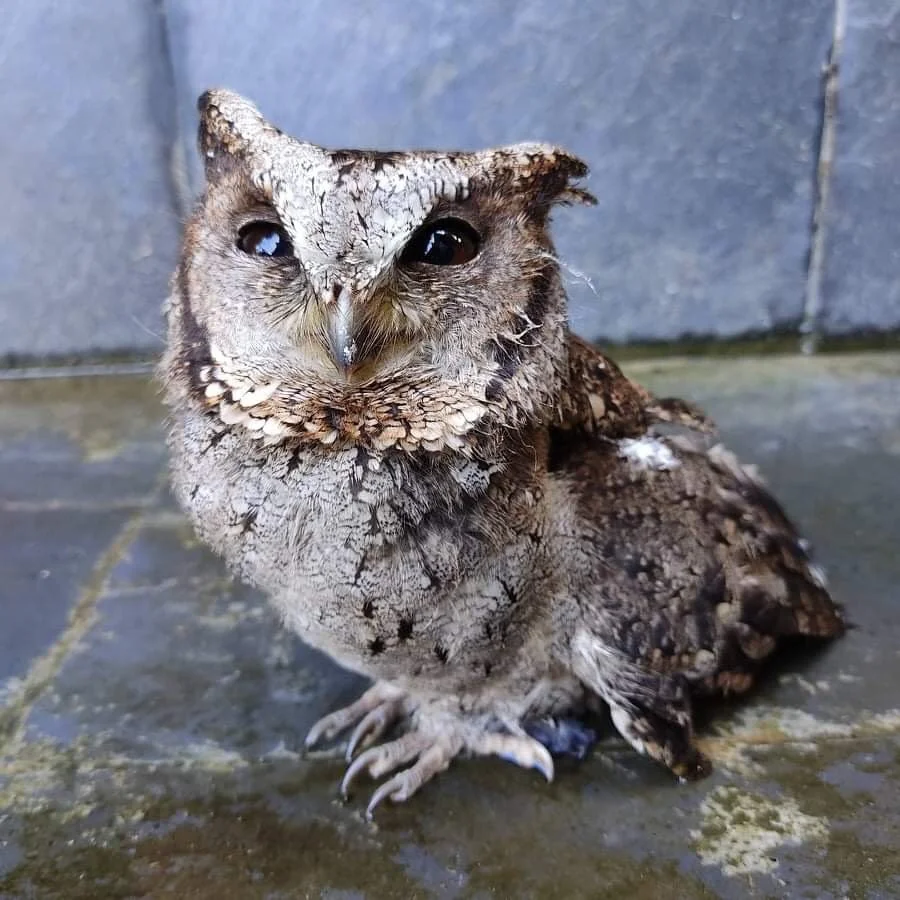Collared Scops Owl. Photo: Mira Dhakal