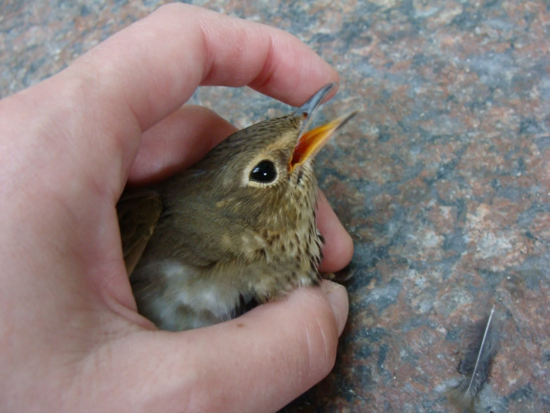 Injured veery bird, victim of bird-building collision in the hand of a FLAP volunteer