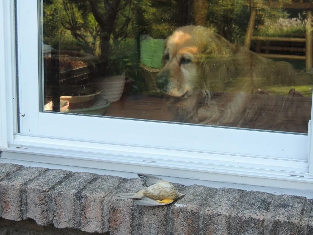 Bird dead after window collision lies on window sill while a dog looks out from inside the window of the residential home