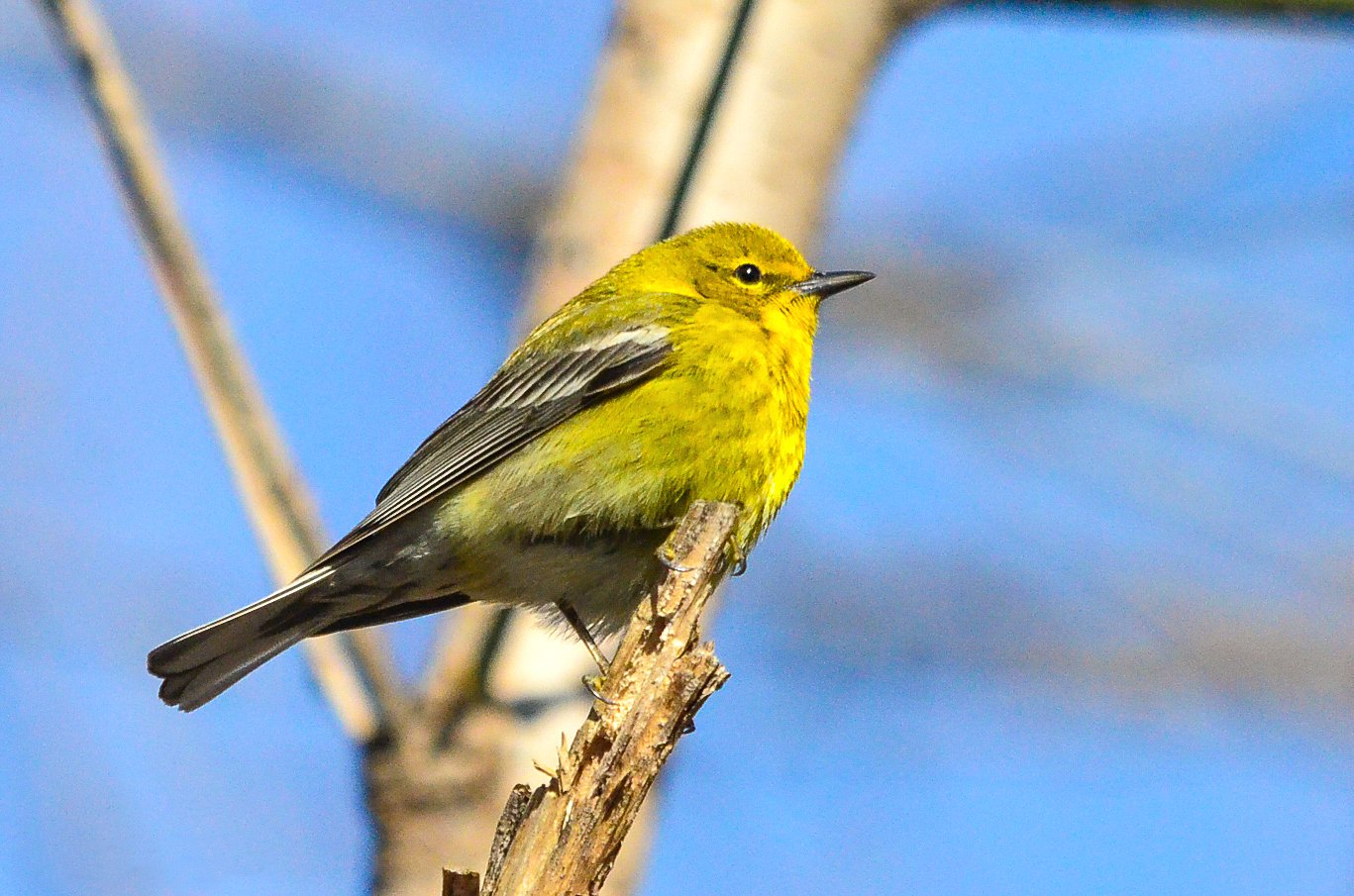 Yellow pine warbler sits on branch, an example of a migrating bird at risk of bird-building collisions