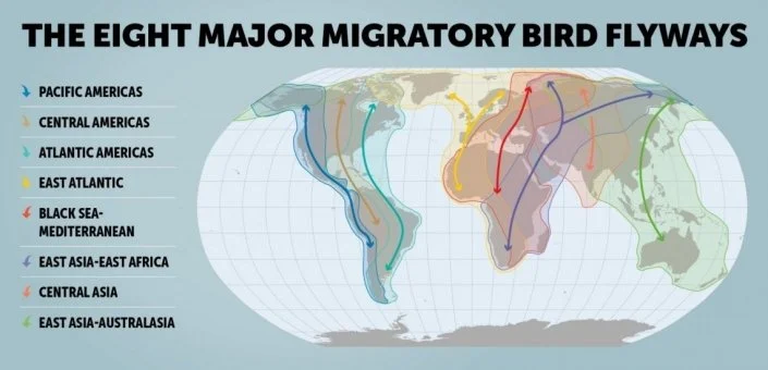 Infographic depicting the eight major migratory bird flyways