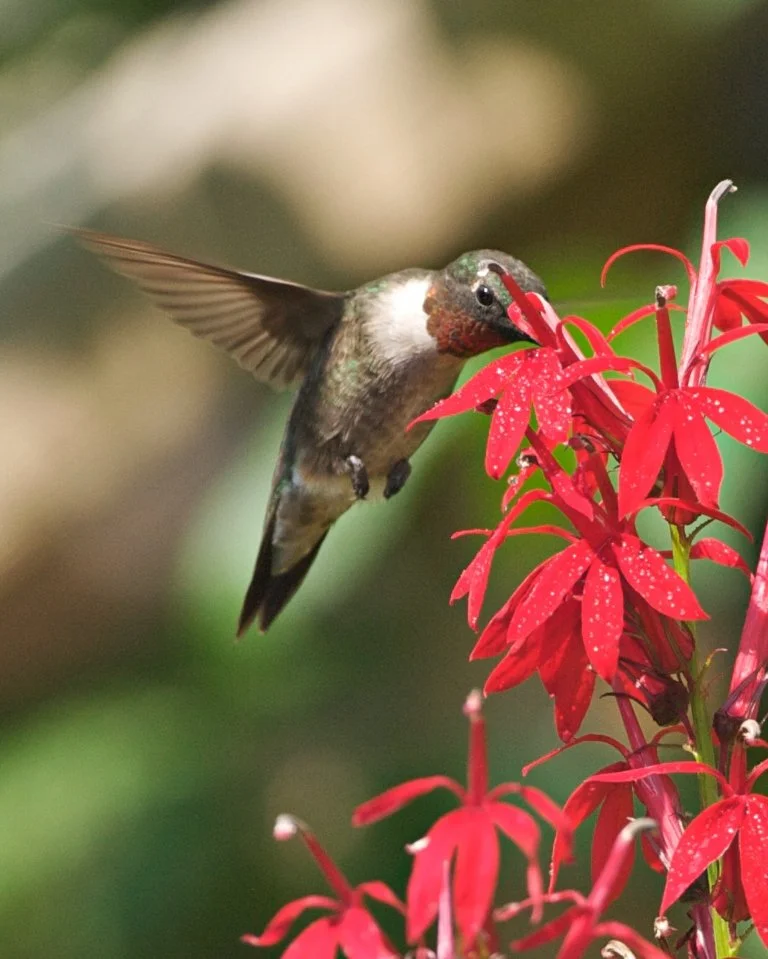 Ruby-throated Hummingbird. Photo: Carol Edwards