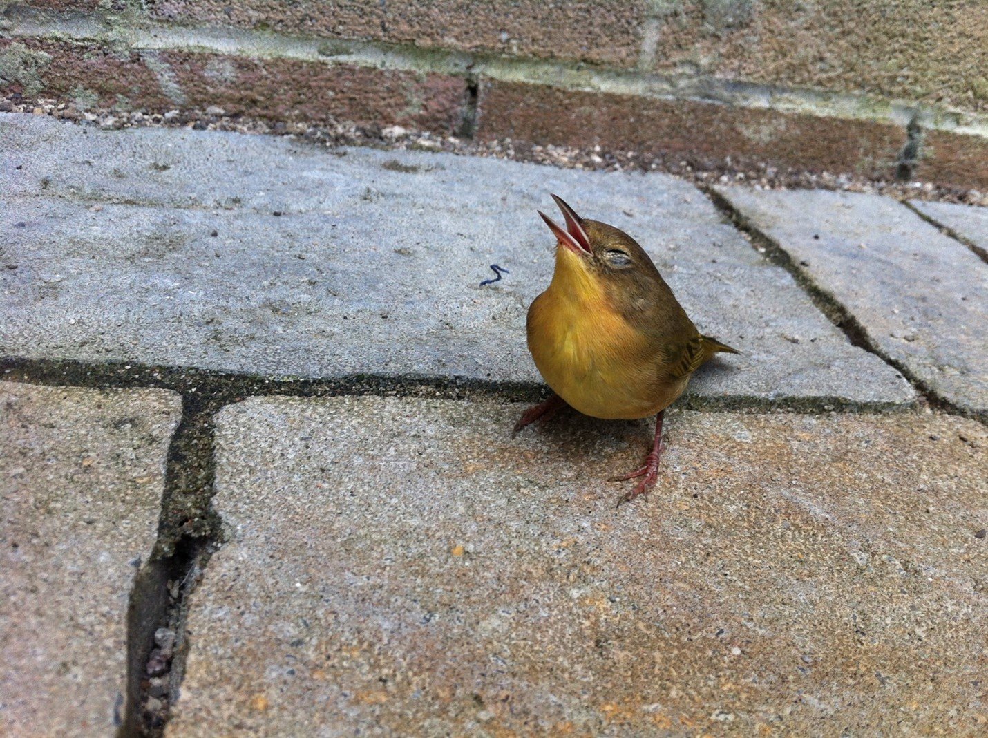 Small brown bird hunched on pavement after a window collision - injured bird help Canada - FLAP Canada