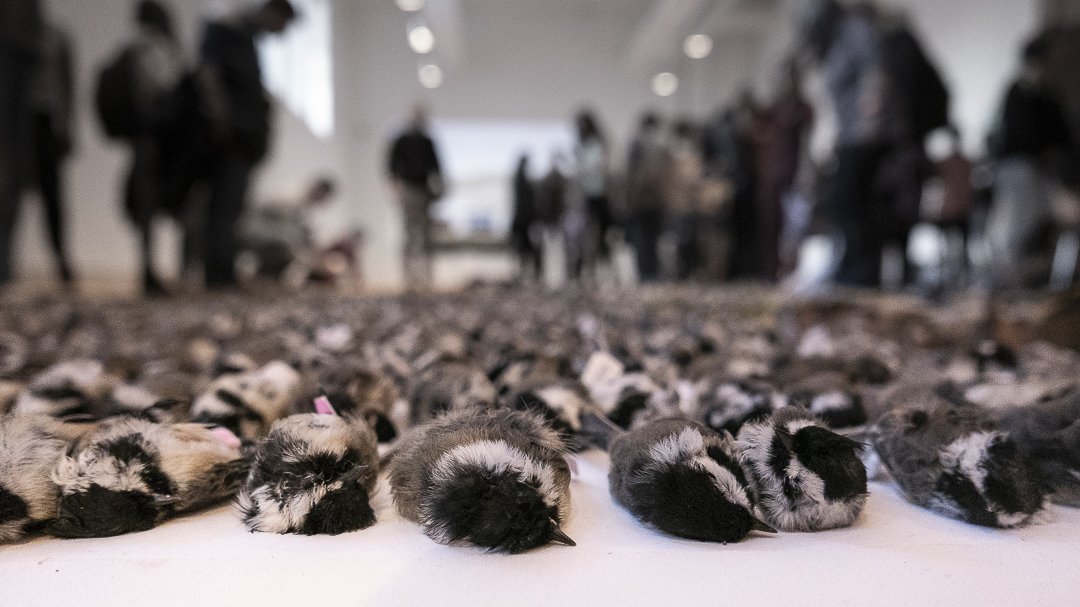 Dead chickadees, victims of building collisions, laid out for annual count of bird-building collisions in the Greater Toronto Area