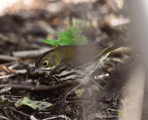 Ovenbird, one of the most common victims of bird-building collisions, walks across leaf littered ground within frame of forest background