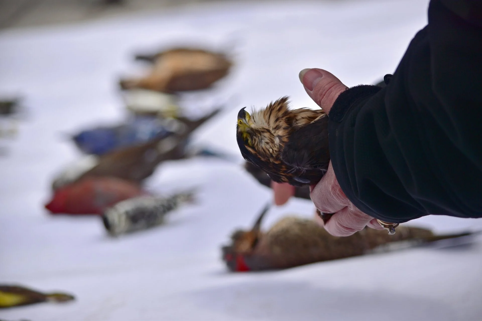 Close up shot of FLAP Canada volunteer holding up a dead cooper's hawk, victim of bird-building collision