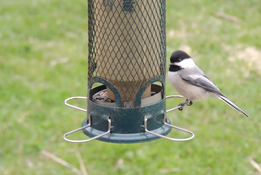 Black-capped chickadee sitting at bird feeder outdoors