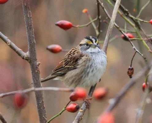 White-throated sparrow, one of the most common victims of bird-building collisions, sits on branch with red berries within frame of forest background