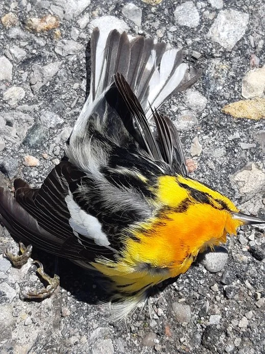 Dead yellow black and brilliant yellow song bird on pavement