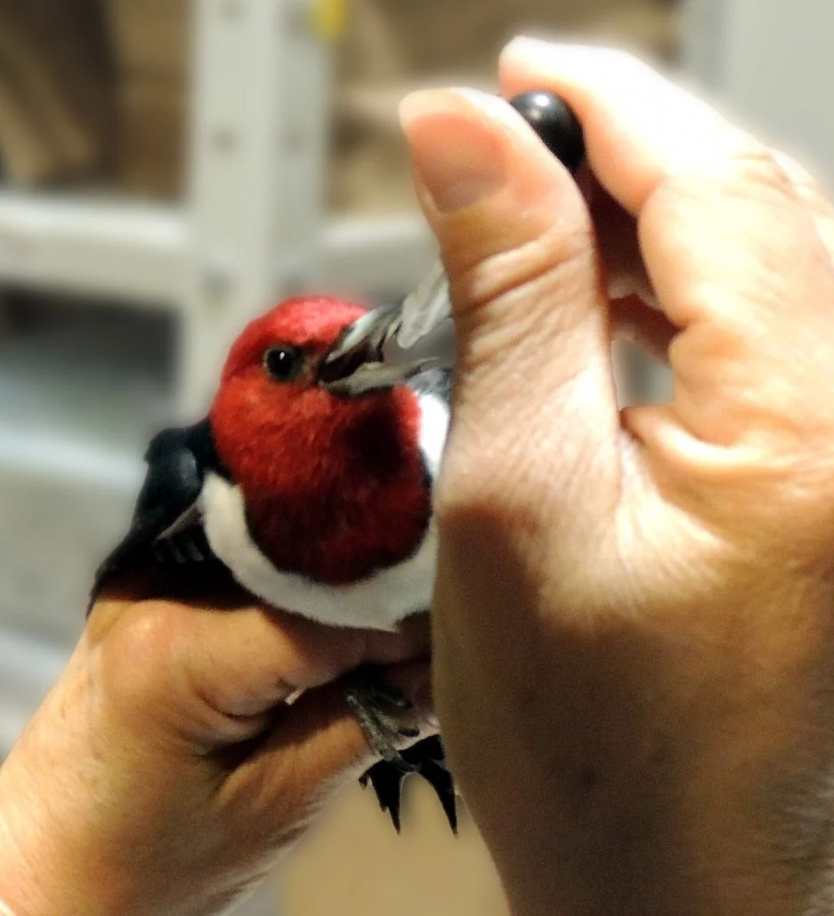 An injured Red-headed Woodpecker (a Species at Risk) that collided with a building at the TD Centre. Photo: FLAP Canada.