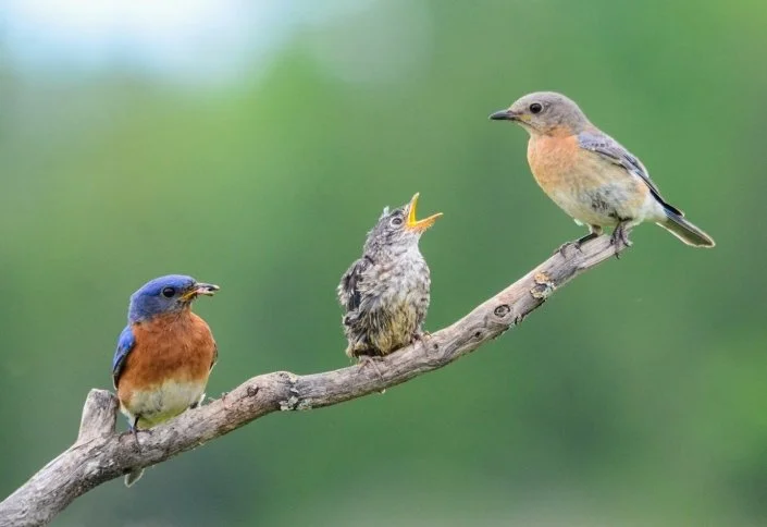 Family of Eastern Bluebirds sits on a brand in front of a green background, a male, a baby, and a female bird