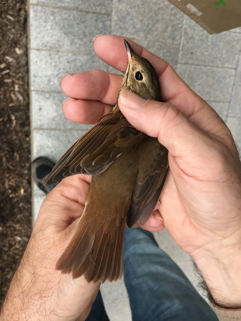 Hermit Thrush. Photo: Connecticut Bird Collision Survey