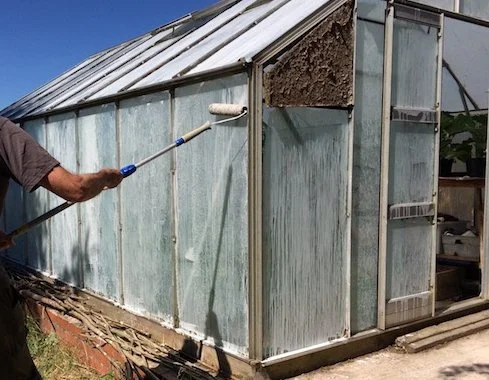 Person using paintroller to apply whitewash to exterior windows of greenhouse for bird collision prevention