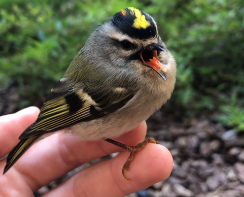 Golden-crowned kinglet, one of the most common victims of bird-building collisions, perches on fingers of an out of frame person