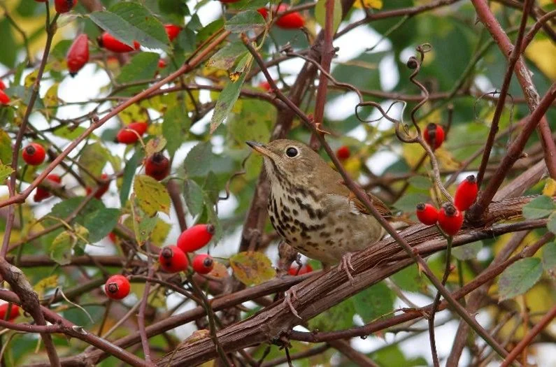 After hitting a window, this Hermit Thrush was rescued by a FLAP volunteer and taken to Toronto Wildlife Centre to receive medical treatment. This photo was taken when it was released back into the wild to continue its migration. Photo: Rob Mueller